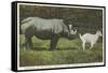 Rhino and Goat, Zoo, Philadelphia, Pennsylvania-null-Framed Stretched Canvas