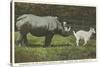 Rhino and Goat, Zoo, Philadelphia, Pennsylvania-null-Stretched Canvas