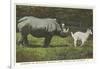 Rhino and Goat, Zoo, Philadelphia, Pennsylvania-null-Framed Art Print