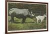 Rhino and Goat, Zoo, Philadelphia, Pennsylvania-null-Framed Art Print