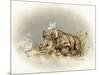 Rhino Baby-Peggy Harris-Mounted Giclee Print