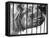 Rhino Behind Bars-null-Framed Stretched Canvas