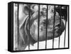 Rhino Behind Bars-null-Framed Stretched Canvas