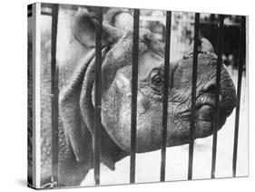 Rhino Behind Bars-null-Stretched Canvas