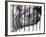 Rhino Behind Bars-null-Framed Photographic Print