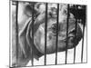 Rhino Behind Bars-null-Mounted Photographic Print