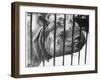Rhino Behind Bars-null-Framed Photographic Print