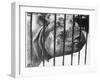 Rhino Behind Bars-null-Framed Photographic Print