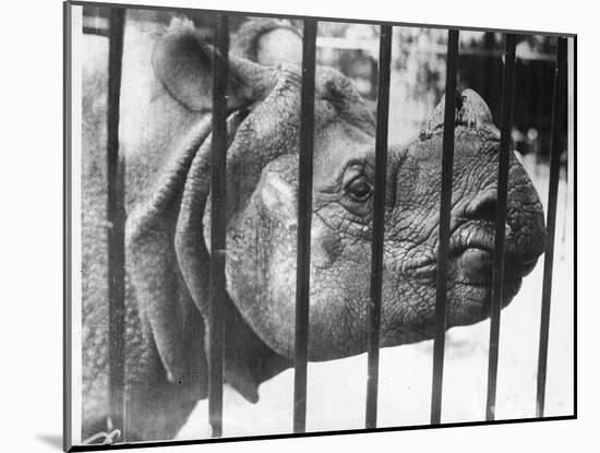 Rhino Behind Bars-null-Mounted Photographic Print