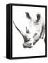 Rhino Gray Crop-Aimee Del Valle-Framed Stretched Canvas