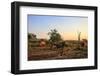 Rhino Herd Moving around at Sunset-JMx Images-Framed Photographic Print