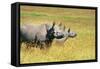 Rhino in Kenya-Buddy Mays-Framed Stretched Canvas