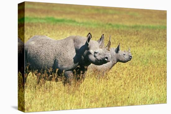 Rhino in Kenya-Buddy Mays-Stretched Canvas
