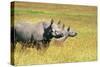 Rhino in Kenya-Buddy Mays-Stretched Canvas