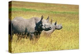 Rhino in Kenya-Buddy Mays-Stretched Canvas