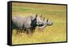 Rhino in Kenya-Buddy Mays-Framed Stretched Canvas