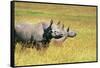 Rhino in Kenya-Buddy Mays-Framed Stretched Canvas
