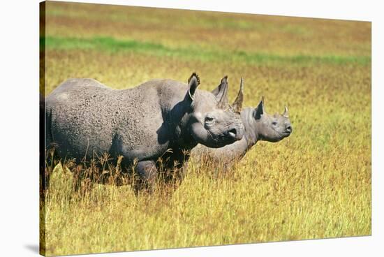 Rhino in Kenya-Buddy Mays-Stretched Canvas