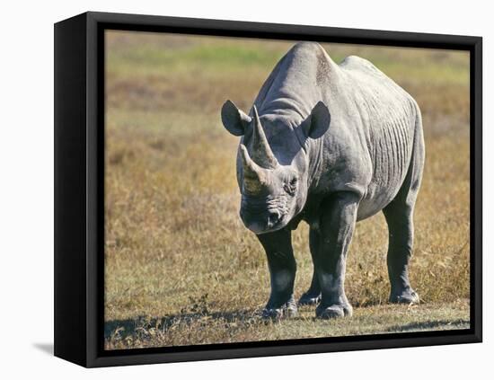 Rhino in Kenya-Buddy Mays-Framed Stretched Canvas