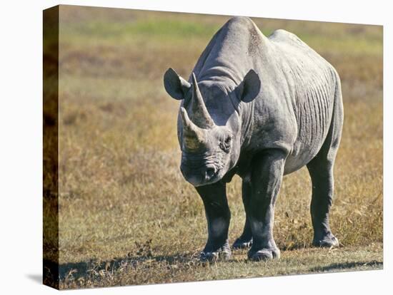 Rhino in Kenya-Buddy Mays-Stretched Canvas