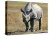 Rhino in Kenya-Buddy Mays-Stretched Canvas