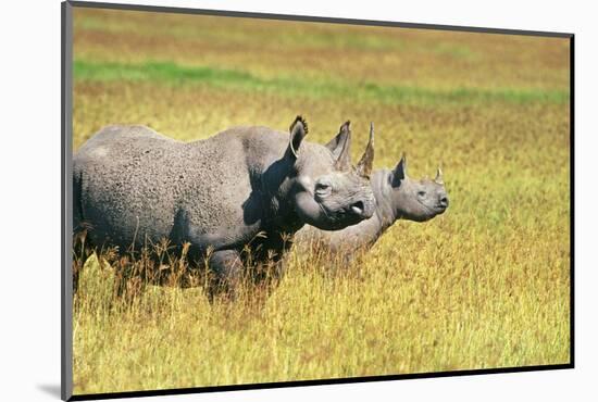 Rhino in Kenya-Buddy Mays-Mounted Photographic Print