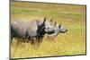 Rhino in Kenya-Buddy Mays-Mounted Photographic Print