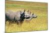 Rhino in Kenya-Buddy Mays-Mounted Photographic Print