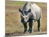 Rhino in Kenya-Buddy Mays-Mounted Photographic Print