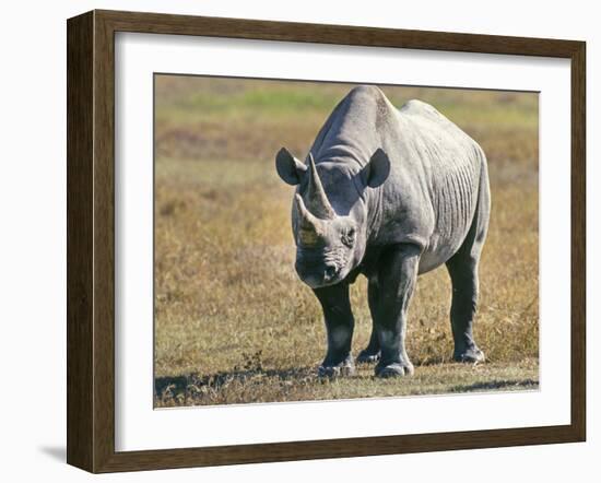 Rhino in Kenya-Buddy Mays-Framed Photographic Print