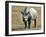 Rhino in Kenya-Buddy Mays-Framed Photographic Print