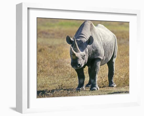 Rhino in Kenya-Buddy Mays-Framed Photographic Print