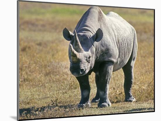 Rhino in Kenya-Buddy Mays-Mounted Photographic Print