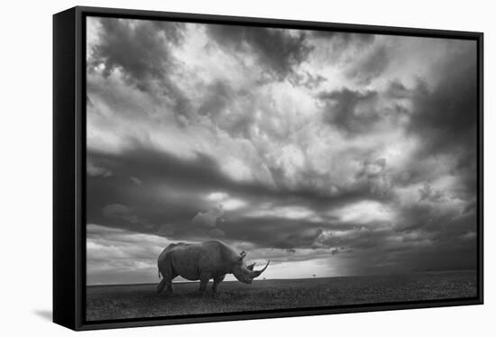 Rhino Land-Mario Moreno-Framed Stretched Canvas