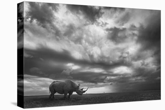 Rhino Land-Mario Moreno-Stretched Canvas