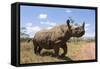 Rhino, Lewa Wildlife Conservancy, Laikipia, Kenya, East Africa, Africa-Ann and Steve Toon-Framed Stretched Canvas