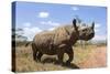 Rhino, Lewa Wildlife Conservancy, Laikipia, Kenya, East Africa, Africa-Ann and Steve Toon-Stretched Canvas