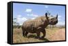 Rhino, Lewa Wildlife Conservancy, Laikipia, Kenya, East Africa, Africa-Ann and Steve Toon-Framed Stretched Canvas