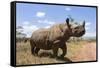 Rhino, Lewa Wildlife Conservancy, Laikipia, Kenya, East Africa, Africa-Ann and Steve Toon-Framed Stretched Canvas