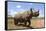 Rhino, Lewa Wildlife Conservancy, Laikipia, Kenya, East Africa, Africa-Ann and Steve Toon-Framed Stretched Canvas