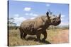 Rhino, Lewa Wildlife Conservancy, Laikipia, Kenya, East Africa, Africa-Ann and Steve Toon-Stretched Canvas
