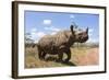 Rhino, Lewa Wildlife Conservancy, Laikipia, Kenya, East Africa, Africa-Ann and Steve Toon-Framed Photographic Print