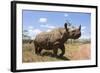 Rhino, Lewa Wildlife Conservancy, Laikipia, Kenya, East Africa, Africa-Ann and Steve Toon-Framed Photographic Print