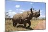 Rhino, Lewa Wildlife Conservancy, Laikipia, Kenya, East Africa, Africa-Ann and Steve Toon-Mounted Photographic Print