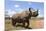 Rhino, Lewa Wildlife Conservancy, Laikipia, Kenya, East Africa, Africa-Ann and Steve Toon-Mounted Photographic Print