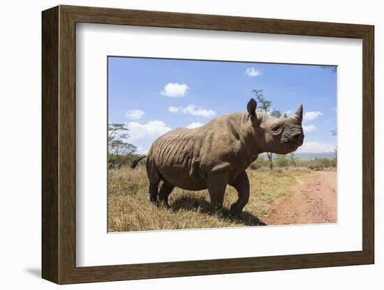 Rhino, Lewa Wildlife Conservancy, Laikipia, Kenya, East Africa, Africa-Ann and Steve Toon-Framed Photographic Print