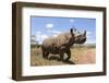 Rhino, Lewa Wildlife Conservancy, Laikipia, Kenya, East Africa, Africa-Ann and Steve Toon-Framed Photographic Print