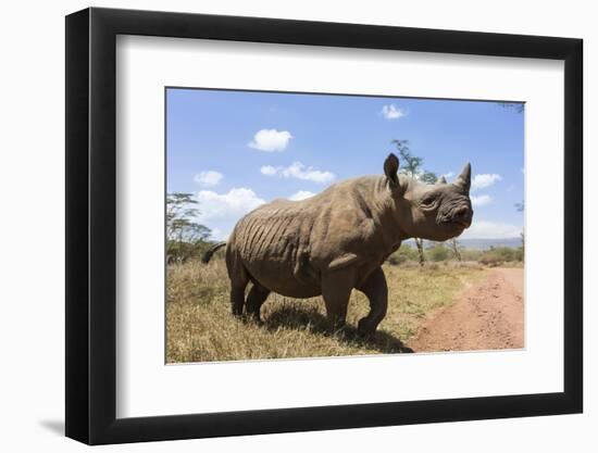 Rhino, Lewa Wildlife Conservancy, Laikipia, Kenya, East Africa, Africa-Ann and Steve Toon-Framed Photographic Print