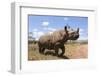 Rhino, Lewa Wildlife Conservancy, Laikipia, Kenya, East Africa, Africa-Ann and Steve Toon-Framed Photographic Print