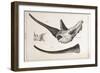 Rhino Skull Everard Home-Stewart Stewart-Framed Photographic Print